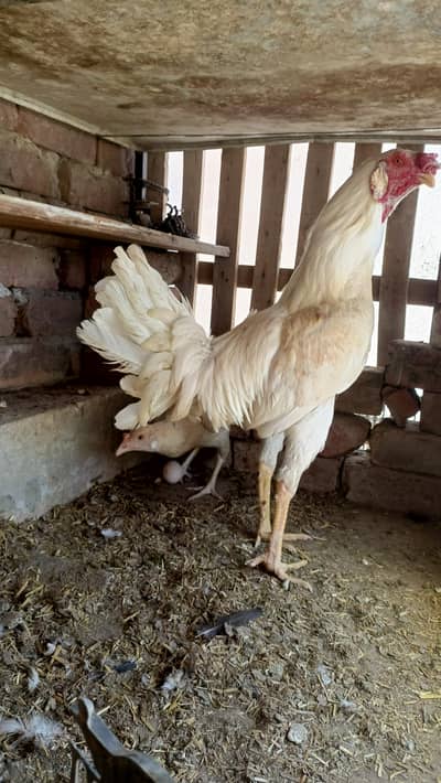 Mix breed from good female