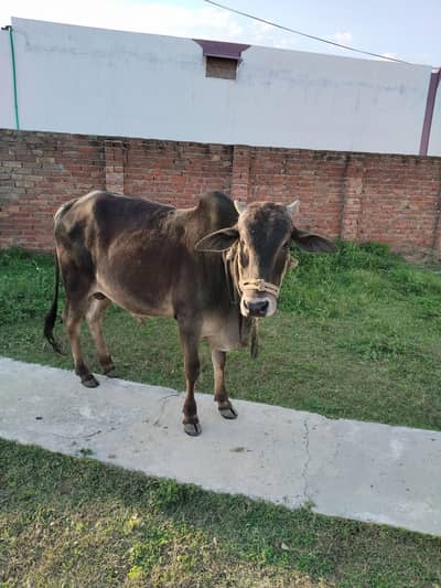 for qurbani+ taza soi hoi