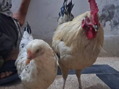 Dasi hen and roster pair