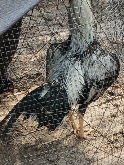 mianwali white jawa aseel