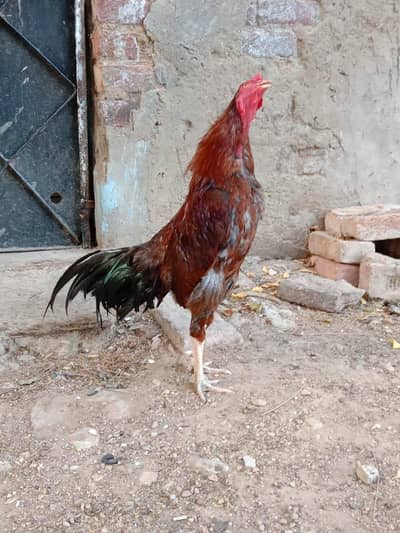 aseel murga contact call 03144288341