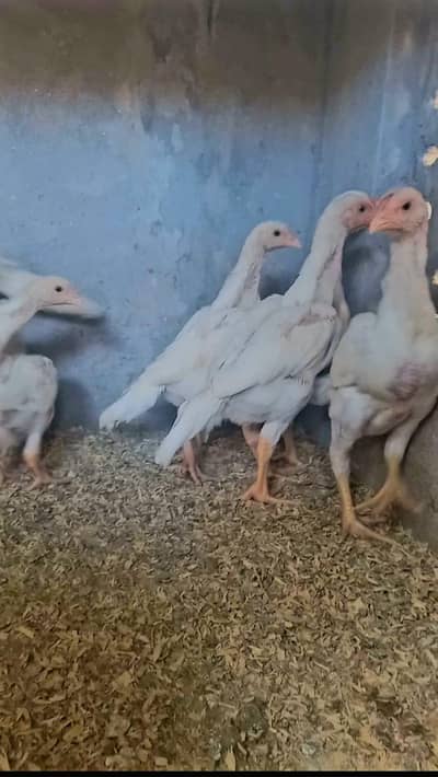 Thai pokoya janwar bahut acchi janwar hai