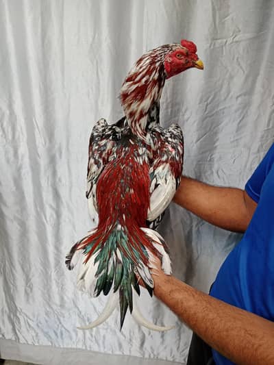 9 month age Aseel cheena blood line ha