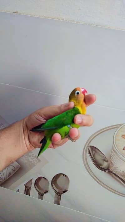 Albino red eyes with DNA for sale