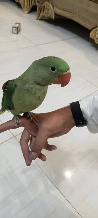 RAW KASHMIRI PAHARI PARROT HEALTHY AND HAND TAMED HALF SELF FEED