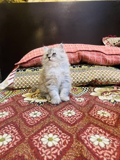 Persian pair available for sale