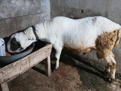 bakra or chatra multan city for sale