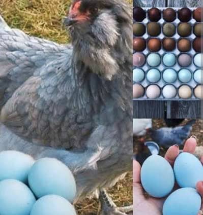 Americana or lohman brown chicks