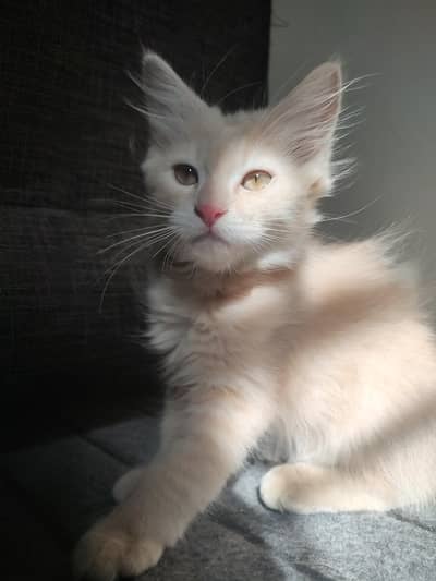 Cute Persian Kittens Available for Sale