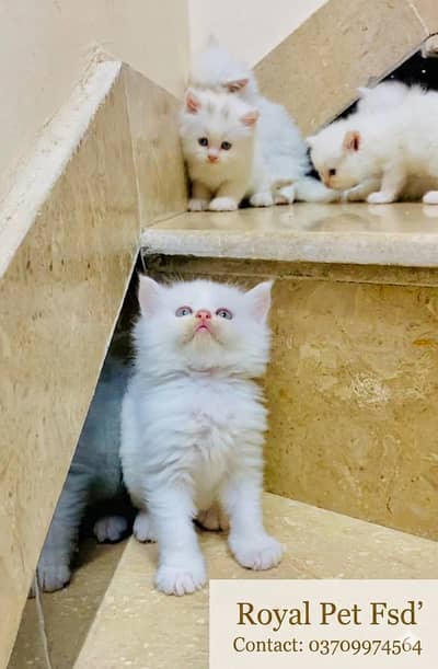 Persian Kittens | Premium Quality Triple Coat White  – Royal Pets FSD