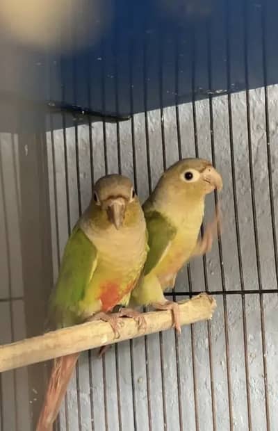 Pinapenl canore baby’s