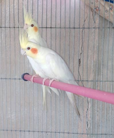 cream Cockatiel parrots