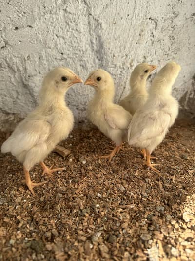 White aseel heera chicks available 2500 pr piece