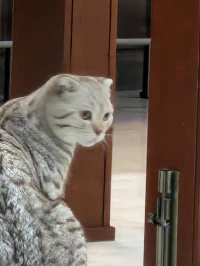 Scottish fold for sale