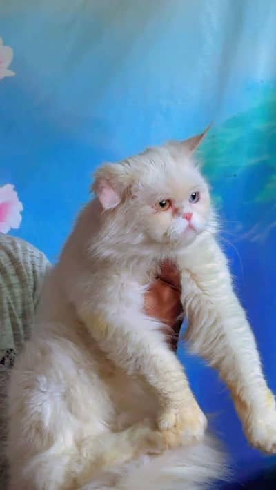 Male Persian 7 Months Cat