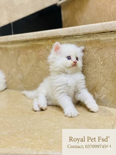 Premium Quality Triple Coat White Persian Kittens – Royal Pets