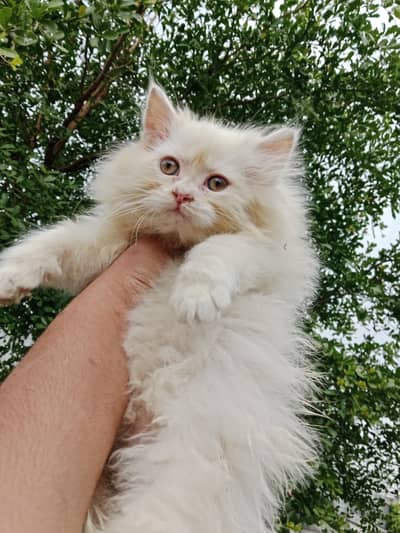 male Kitten available 03234102419