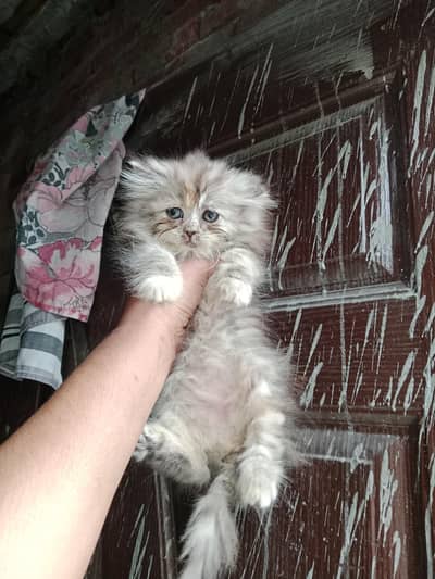 semi punch face triple coat kiten 03234102419