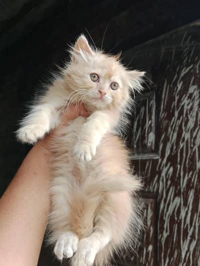 persian male kitten available 03234102419