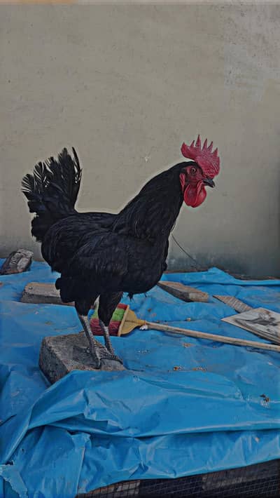 BLACK AUSTALOP ROOSTERS ONLY WHATSAPP 03139496954 03349496495
