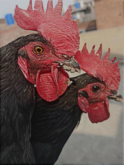 BLACK AUSTALOP ROOSTERS ONLY WHATSAPP 03139496954 03349496495