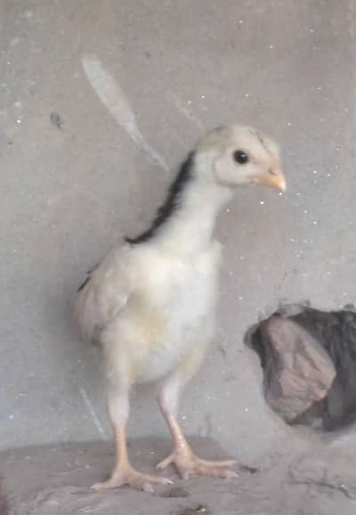 aseel chicks / shamo chicks / white shamo / lasani chicks / mianwali
