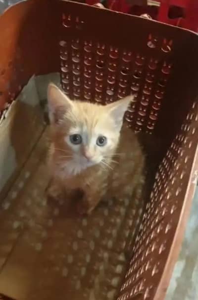 pershian cat brown color