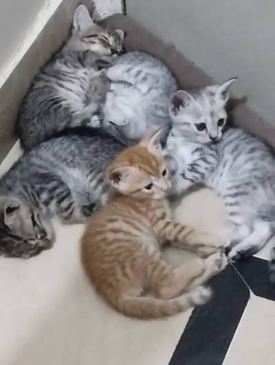 Kittens for adoption
