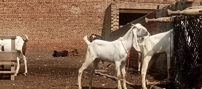 Desi Bakra For Sale