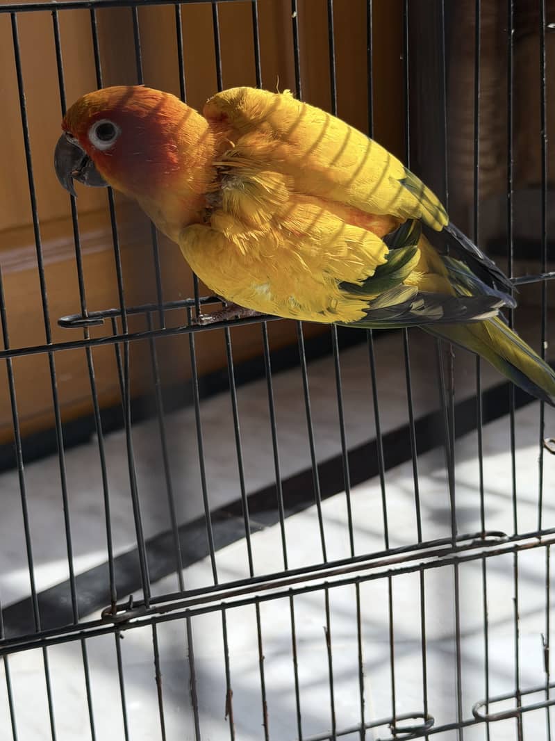 Sun Conor red factor 0