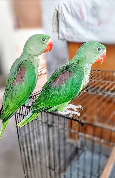 2 Raw huge size chicks