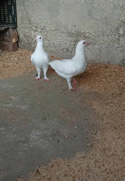 White Pathay / Pair for Sale - Shandar Quality