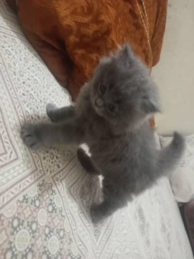 persian kitten for sale triple coded