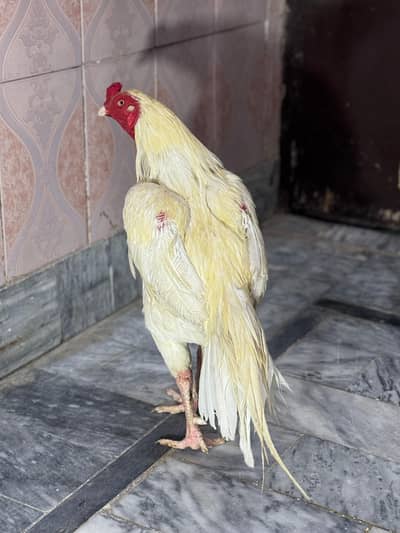 Pure aseel male white nok nali