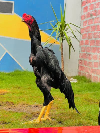 Shamo in All colour and age