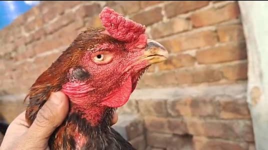 lasani and mushka cross