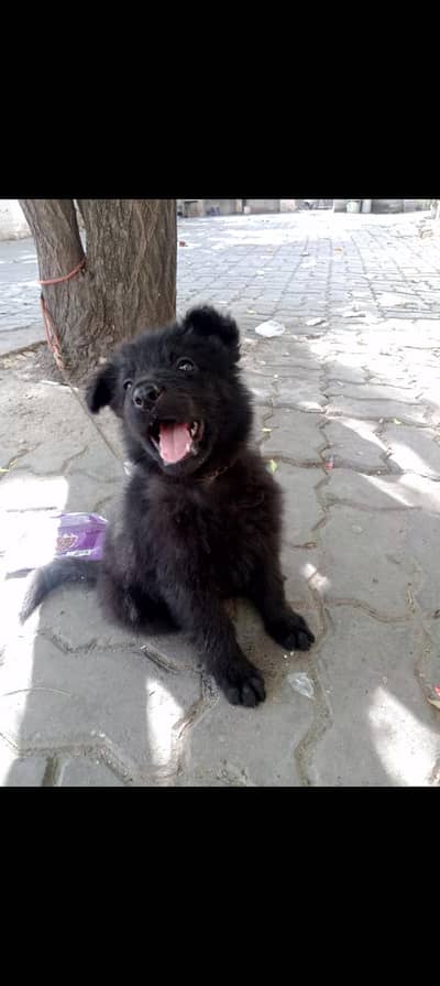 black shepherd bitch