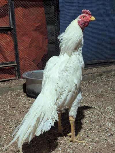 Mianwlai Heera Aseel