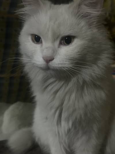 Turkish Angora Persion Cat Available only serious buyers contact us