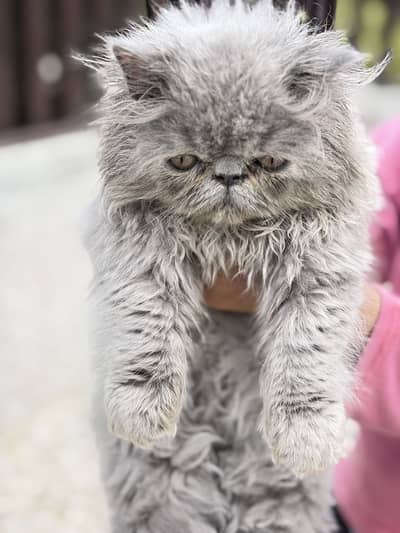 Persian CFA Peki Male Kitten Cat