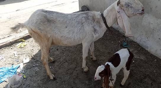 bakri healthy and Activ sath Madi bacha 3 months ka h