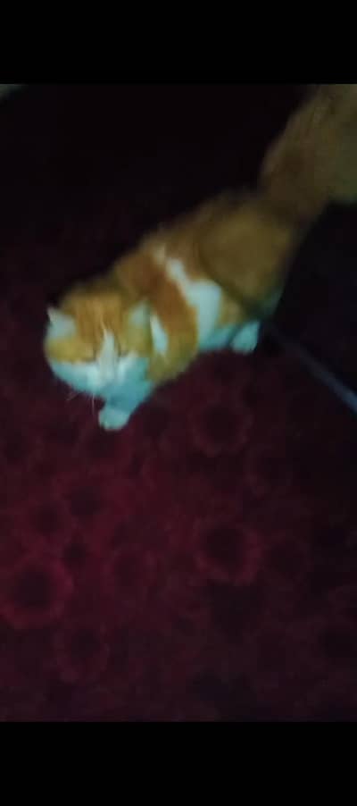 Healthy and Active male cat