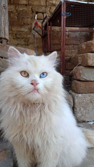Persian cat double eye threple coat