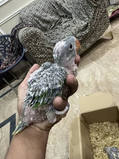 Raw chiks very healthy and active