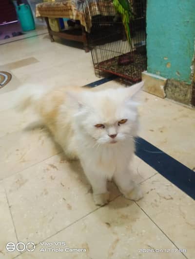 Persian male cat golden eyes full trained double coated
