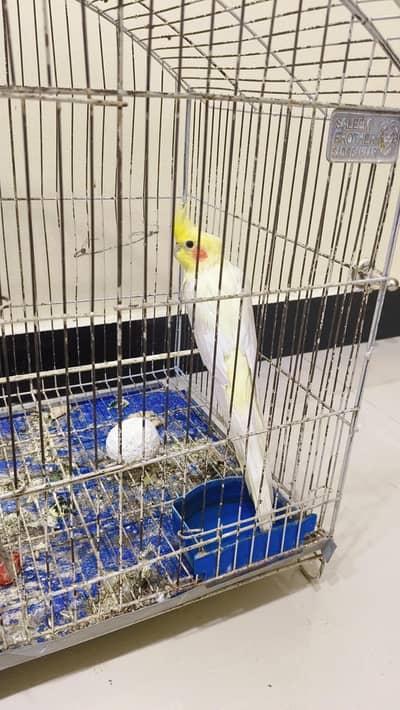 Cockatiel pair With Cage