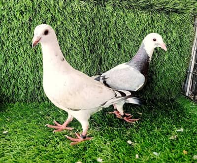 Qasid 0kali Chick's Patha pathi Pair For Sale