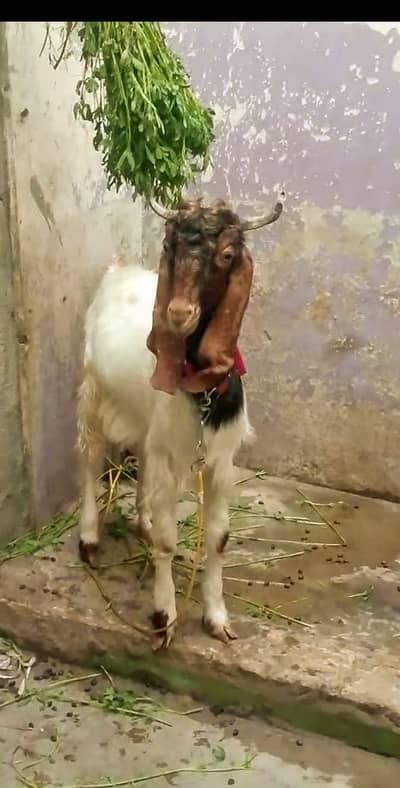 patera bakra
