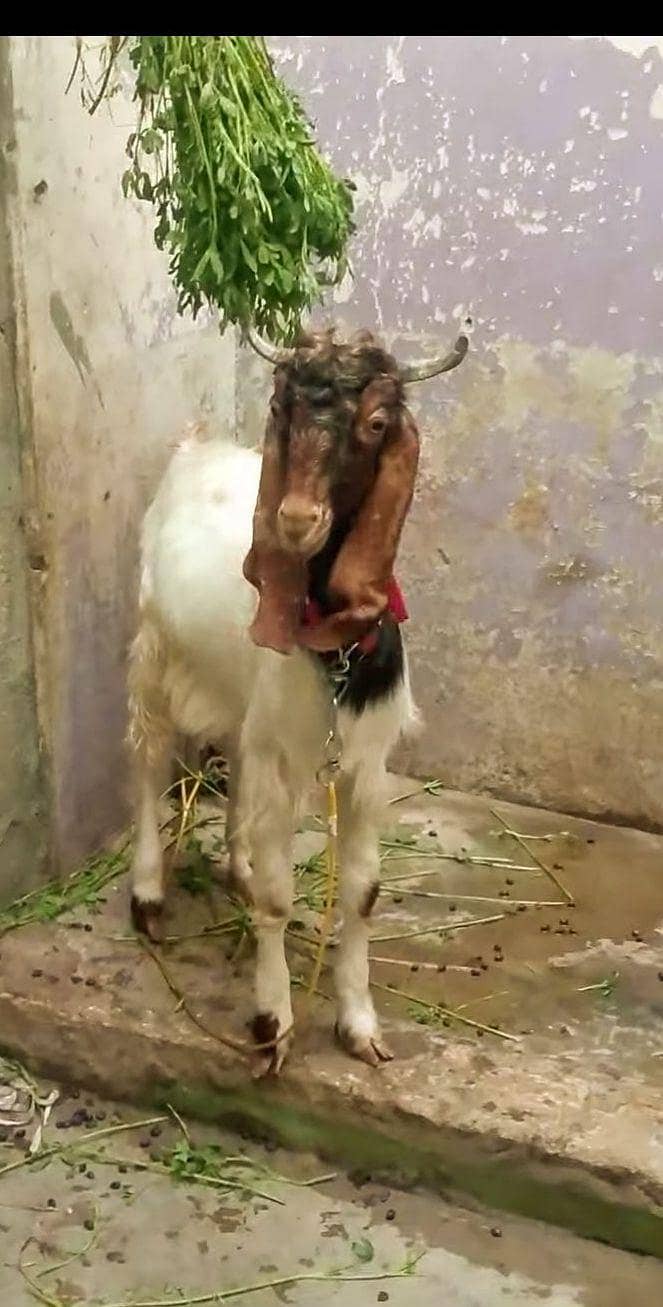 patera bakra 0
