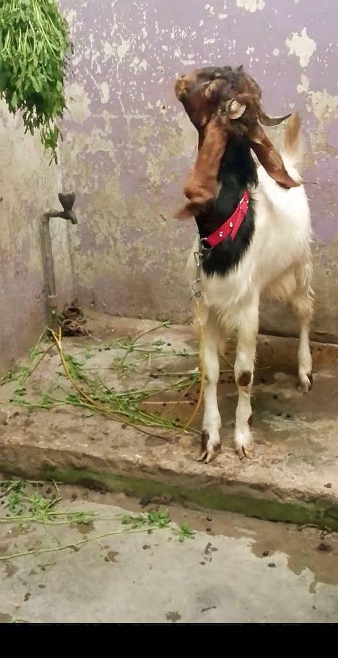 patera bakra 1